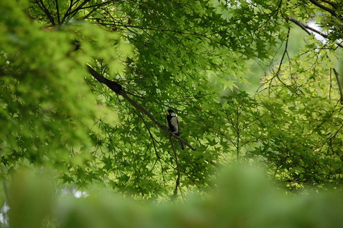 DSC_0415.JPG