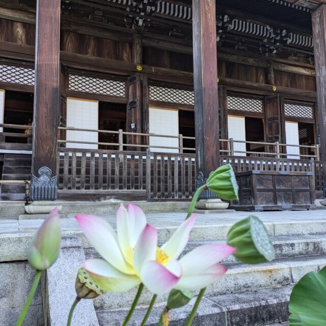 お泊り保育２日目 永観堂禅林寺久我猊下の朝の勤行に参加し、御影堂の掃除（作務）も体験しました
 
#永観堂　
 #永観堂禅林寺　
 #永観堂幼稚園　
 #作務 
#お泊り会
