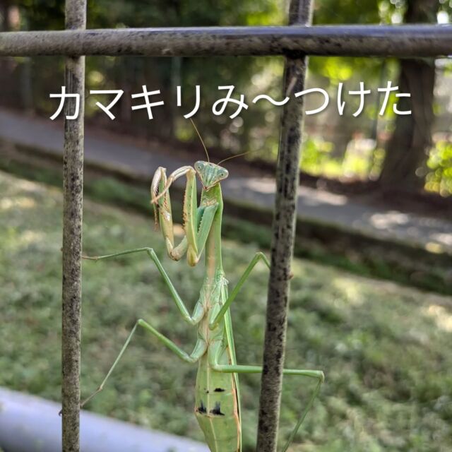 秋の昆虫
園庭でカマキリを見つけました

#永観堂幼稚園
#永観堂
#昆虫
#カマキリ
#京都市私立幼稚園 
#京都市左京幼稚園