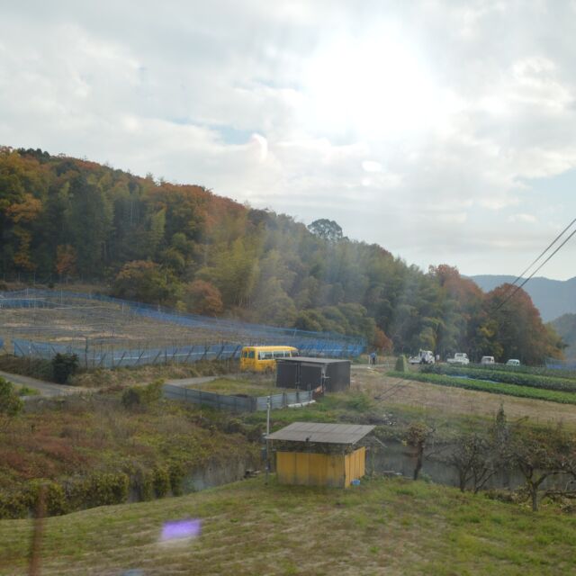 勧修寺観光農園に
２日続けて年長組・年中組それぞれがだいこん抜きに行ってきました

#永観堂幼稚園　
#永観堂　
#勧修寺観光農園
