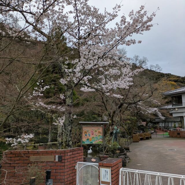 幼稚園の桜が見頃です

春休み中に工事をしました
河原造園さんに前庭の木の剪定
末松工務店さんに運動場の馬の遊具修繕と保育室床のワックス掛けをしていただきました

#永観堂 #永観堂幼稚園
#桜