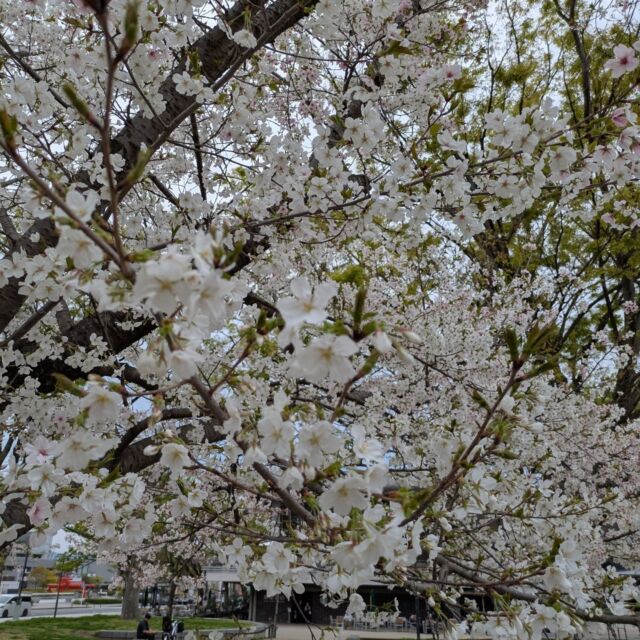 新年度も始まり、早速花見に岡崎公園に年長組が行ってきました

#永観堂
#永観堂幼稚園
#京都市私立幼稚園
#花見
#岡崎公園