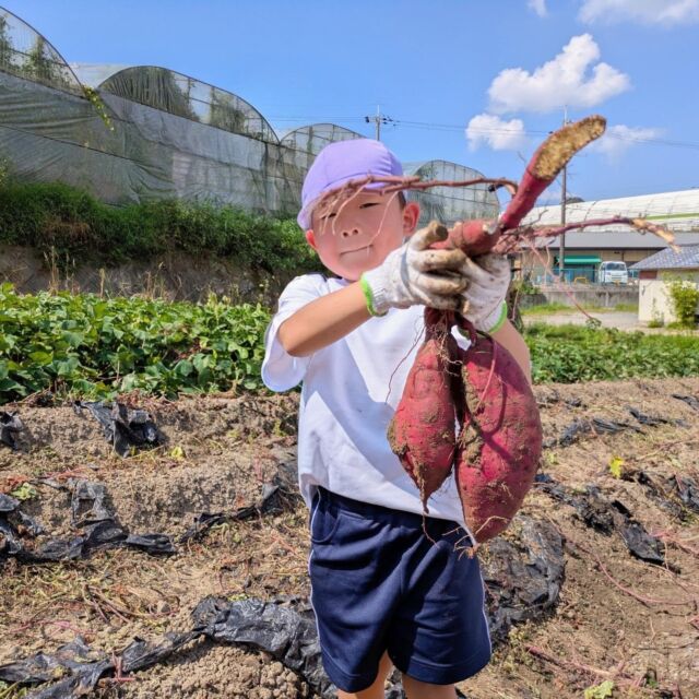 【芋掘り】
シルバーウィーク明けの今日は、年長組が勧修寺観光農園へ芋ほりに出かけました。

「おいも、あったー！」「おっきい！」と、あちらこちらから元気な声がして、土の中から大きなお芋が顔を出すたびに、みんな大喜び！

秋の自然に触れながら、楽しい季節の体験ができました。

来週の給食（収穫祭）も楽しみです。

#永観堂幼稚園
#永観堂 
#芋掘り
#さつまいも
#勧修寺観光農園
