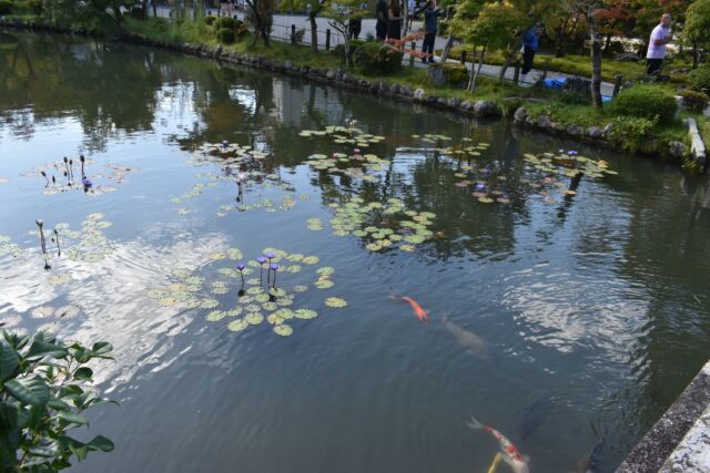 【放生会】
永観堂で放生会が行われました。

放生会は、すべての生き物の命を大切にし、慈しむ心を育む仏教行事です。

子どもたちも参加し、境内の放生池に鯉を放ちました。

小さな魚にも、私たちと同じように大切な命があります。

放生会を通して、子どもたちが命の尊さを感じ、生き物を思いやるやさしい心を育んでくれることを願っています。

#永観堂幼稚園　
#永観堂　
#放生会　
#ほうじょうえ　
#仏教保育　
#京都市左京区